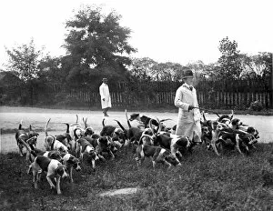 Scot Collection: Royal Horse Artillery Hounds, Shooters Hill, London