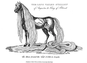 Images Dated 27th September 2011: Royal horse with very long mane and tail, 1814