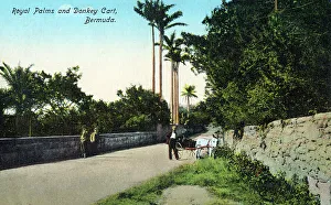 Royal Palms and Donkey Cart, Bermuda