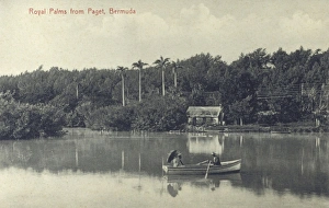 Images Dated 4th May 2011: Royal Palms from Paget, Bermuda, West Indies
