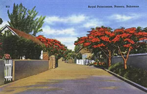 Royal Poincianas in Nassau, Bahamas, West Indies