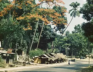 Rangoon Prints: Royal Poinsiana in Churchill Road - Rangoon