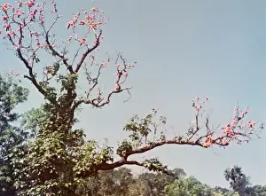 Royal Poinsiana - Rangoon