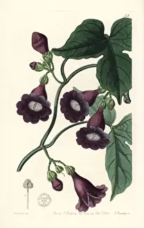 Climber Prints: Royal purple gaybine, Pharbitis ostrina