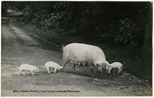 Royal Victoria Hospital Farm Colony, Polton, Scotland