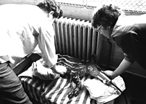 Tending Prints: RSPCA tending a sick animal, Heathrow Airport, London