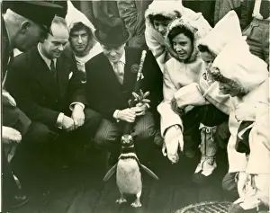 Penguin Prints: RSS Discovery exhibition with celebrities and penguin