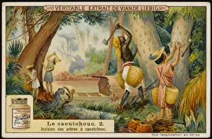 Rubber : Cutting Trees