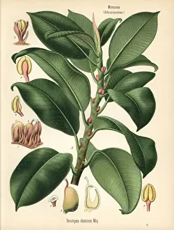 Adolph Prints: Rubber fig tree, Ficus elastica