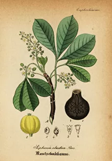 Rubber tree, Hevea guianensis
