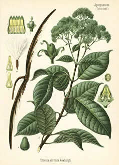 Rubber tree, Urceola elastica