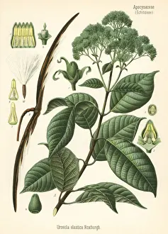 Elastica Prints: Rubber tree, Urceola elastica
