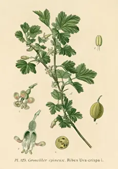 Crispa Prints: Rubes Uva-Crispa