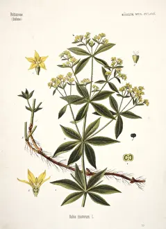 Madder Prints: Rubia tinctorum, madder