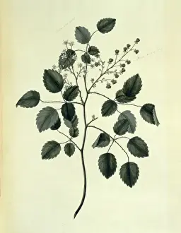 Fred Polydore Nodder Prints: Rubus australis, bush lawyer