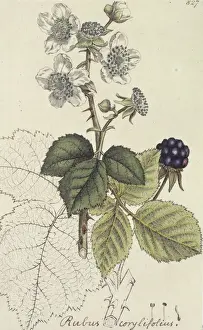 Rosales Prints: Rubus corylifolia, blackberry