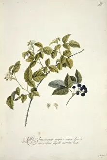 Edible Gallery: Rubus cuneifolius, blackberry