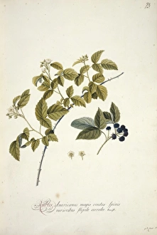 Rubus cuneifolius, blackberry Rubus cuneifolius, blackberry