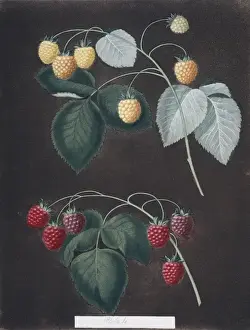 Rubus idaeus, raspberry
