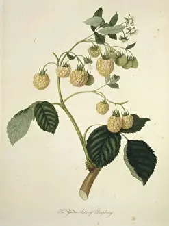 Juicy Prints: Rubus idaeus, yellow Antwerp raspberry