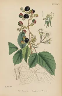 Black Berry Prints: Rubus Rhamnifolius