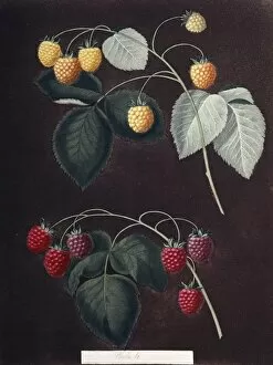 Rubus sp. raspberry