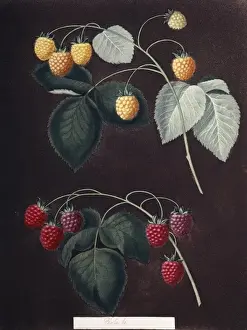 Juicy Prints: Rubus sp. raspberry