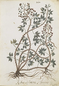 Rubus sylvestris Rubus sylvestris