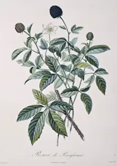 Juicy Prints: Rubus ulmifolius, blackberry