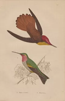 Ruby-crested, Chrysolampis mosquitus, and ruby-throated