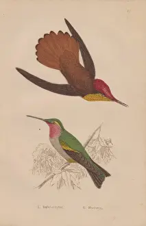 Hummingbirds Prints: Ruby-crested, Chrysolampis mosquitus, and ruby-throated