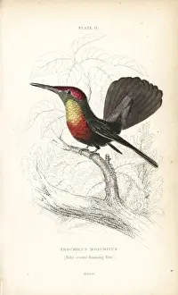 Ruby-crested hummingbird, Chrysolampis mosquitus