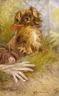 Ruby Pekingese / Postcard
