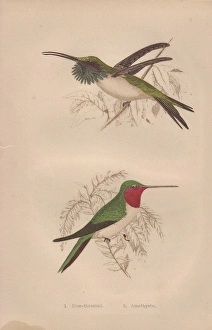 Amethystina Gallery: Ruby-throated, Calothorax lucifer, and Amethystine