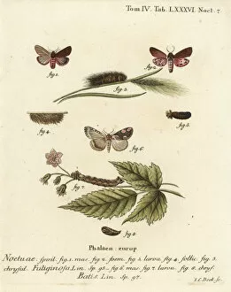 Augur Collection: Ruby tiger moth and peach blossom moth