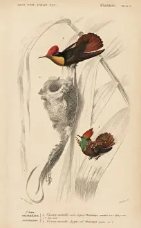 Ruby-topaz hummingbird, Chrysolampis mosquitus
