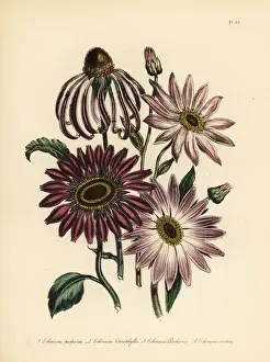 Purpurea Prints: Rudbeckia and Echinacea species