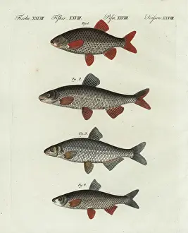 Encyclopedia Prints: Rudd, nase, vimba and dace