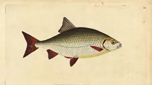 Donovan Prints: Rudd, Scardinius erythrophthalmus