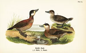 Duck Gallery: Ruddy duck, Oxyura jamaicensis