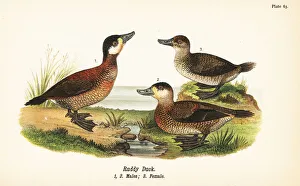 Jamaicensis Prints: Ruddy duck, Oxyura jamaicensis