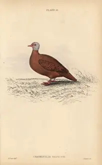 Edwardlear Prints: Ruddy ground dove, Columbina talpacoti