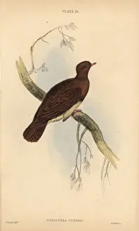 Edwardlear Prints: Ruddy quail-dove, Geotrygon montana