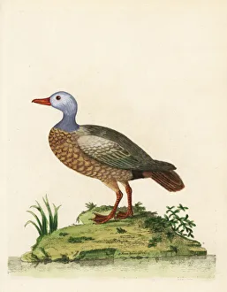 Anas Collection: Ruddy shelduck, Tadorna ferruginea