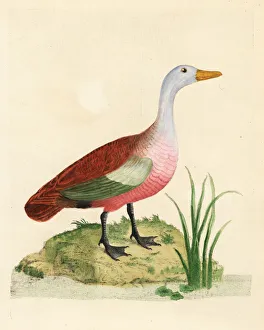 Anas Collection: Ruddy shelduck, Tadorna ferruginea, male