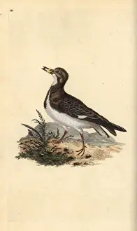 1794 1819 Prints: Ruddy turnstone, Arenaria interpres