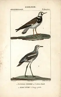 Curlew Prints: Ruddy turnstone, Arenaria interpres, and stone-curlew