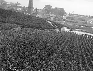 Vineyards Prints: Rudesheim Vineyards