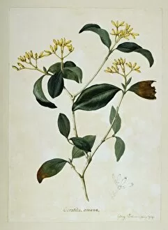 Ammonoidea Gallery: Rudgea eriantha
