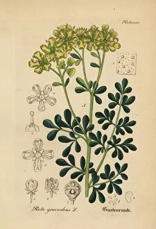 Mediinisch Pharmaceutischer Collection: Rue or herb of grace, Ruta graveolens